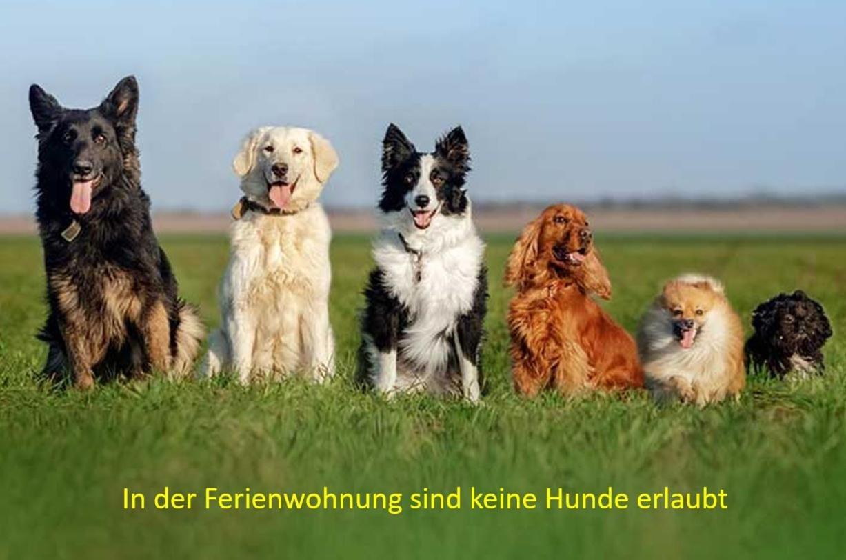Pension & Ferienwohnung Oberhof 810 M الغرفة الصورة